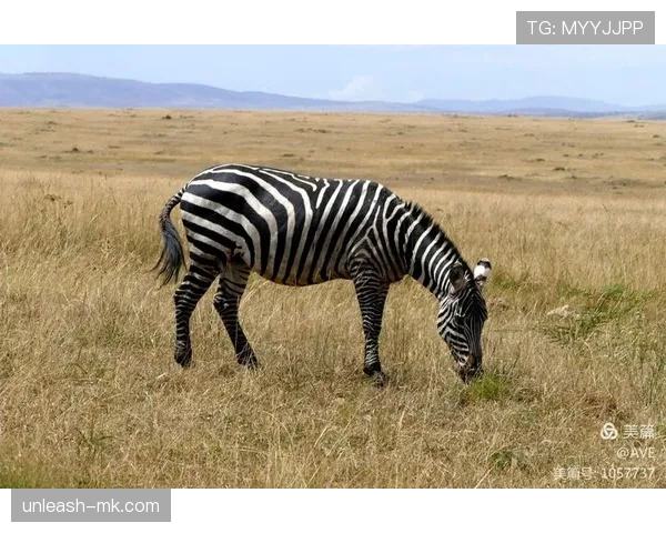 乌干达鹤军团强化濒危物种保护策略,成效显著 乌干达鹤军团强化濒危物种保护策略,成效显著